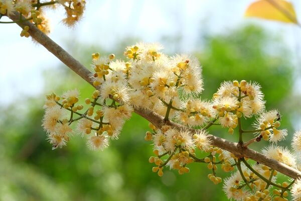 สวนไม้และการยังชีพในป่า